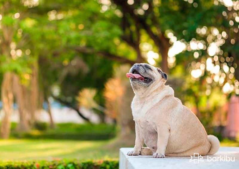 Bajar de peso bulldog frances Bajar de peso bulldog frances